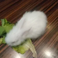 خرگوش لپ