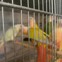 گرینچیک ردچیک و مونچیک و تراکوییس و غیره