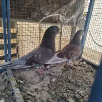 کبوتر سرخ کاشانی