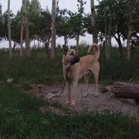 سگ سرابی نرو ماده