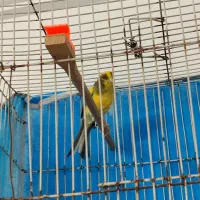 قناری نرمست خون