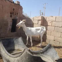 بز سانن فروشی