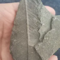 سنگ فسیلی برای کلکسیونر ها (فسیل برگ)