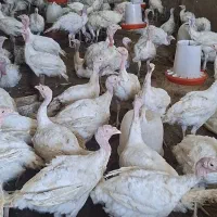 بوقلمون ارگانیک مخصوص کشتار