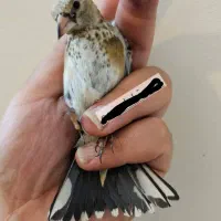 جوجه سهره نقش