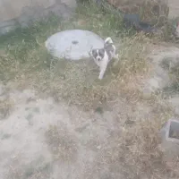 توله