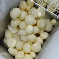 کره گاوی