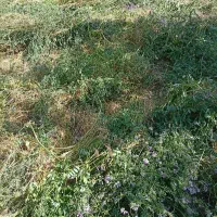 فروش یونجه بستهبندی ۲۰۰عدد