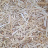 کاه سفید تمیز حدود ۵۰۰ کیلو