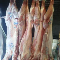 گوشت کشتار روز
