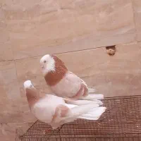 18 عدد کفتر پرشی عطیقه شازده زرد