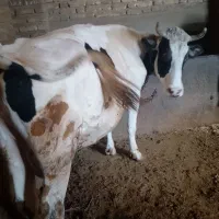 گاو