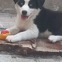سگ هاسکی اصل نر