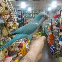 راهب آبی نر سخنگو فول رام دستی باهوش بازیگوش درشت