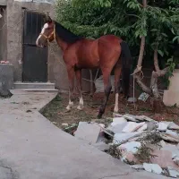 کره اسب دره شوری