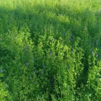 یونجه دیم تمیز خشک
