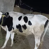 حیوانات