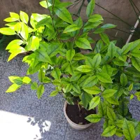 درختچه یاس رازقی