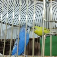 یک جفت مرغ عشق انگلیسی