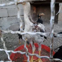 جوجه لاری اصیل