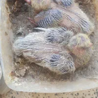 فروش جوجه کبوتر