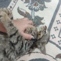 گربه کوچولو