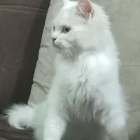 فروش گربه پرشین