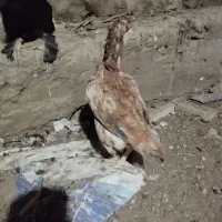 فروش مرغ لاری