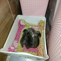 بچه گربه رایگان سه ماهه