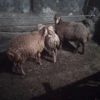 بره نر
