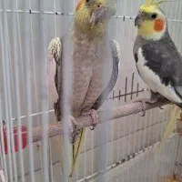 پرنده عروس هلندی
