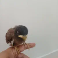 جوجه مینا