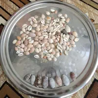 صدف ، مرجان و کف دریا