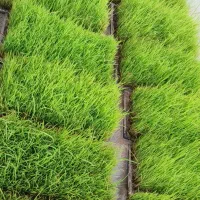 توم باکسی طارم و هاشمی