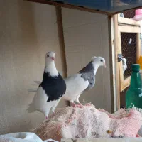 سه جفت طوقی