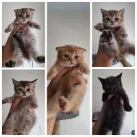 گربه بریتیش اسکاتیش تبی/بلک گلد/ گلد/مشکی