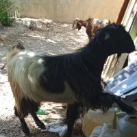 چبش
