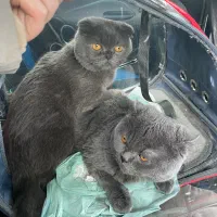 گربه اسکاتیش