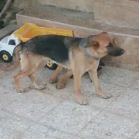 سگ ژرمن