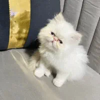 پرشین دختر 11ق