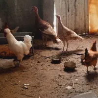 بوقلمون