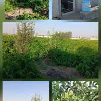 فروش باغ انگور ومیوه