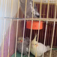 عروس هلندی