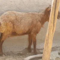سه عدد میش شیردار دوباره ابستن ۲ماهه
