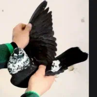 کفتر یا پرنده  تیر ماهی  پرشی