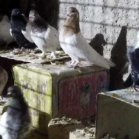 کبوتر کلیه