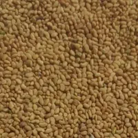 بذر یونجه پاک شده