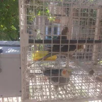 عروس هلندی سخنگو