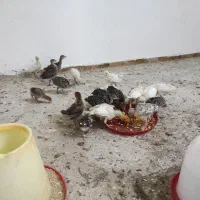 جوجه بوقلمون بیست روزه