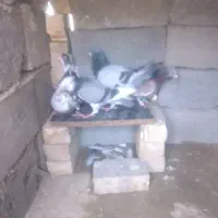 کبوتر المانی جفت گاه